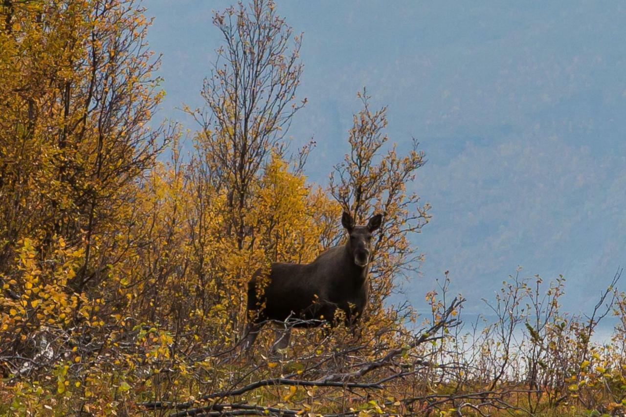 Apartmán Lyngenfjord,Odins Hus Olderdalen Exteriér fotografie